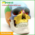 Anatomical Plastic Human Skull Model for Medical Education